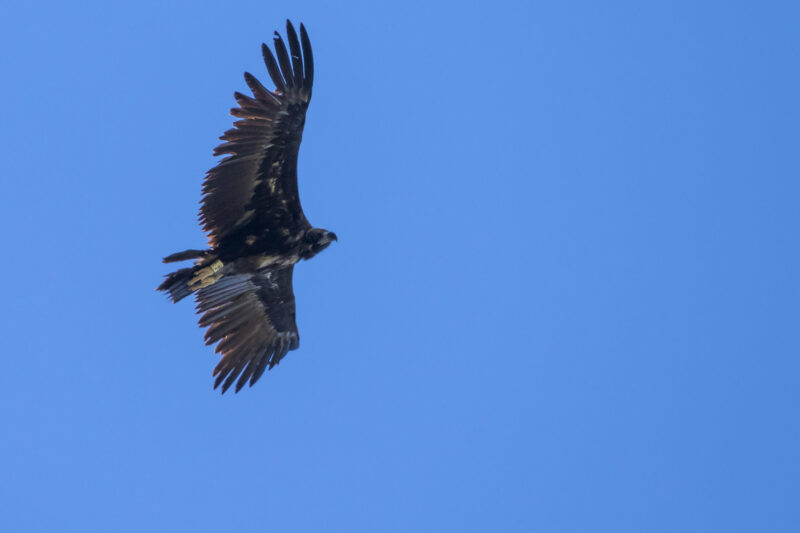 Vautour moine